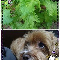 シソ,シソ,今日のお花,ワンワン祭り,いつも心に太陽をの画像