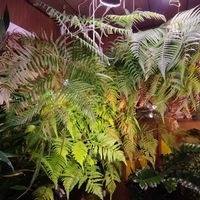 キンモウコウ,ジオ・ゴールデン・ボバイン,観葉植物,シダ植物,癒しの画像