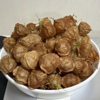ドラセナ,フウセンカズラ,観葉植物,Standard Productsの画像