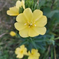 キキョウ,ワイヤープランツ,ギボウシ（ホスタ）,フウチソウ,宵待草(月見草)の画像