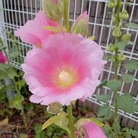 タチアオイの画像