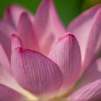 コキア,ハス,ヒマワリ,花の写真,風鈴の画像