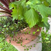 シソ,ワイヤープランツ,コルジリネ,今日のお花の画像