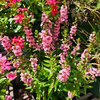 アンゲロニア,鉢植え,明るい日陰,プランター,ガーデニング初心者の画像