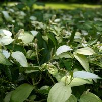 ハンゲショウ,たじま高原植物園,但馬高原植物園,２０２０年５月同期の画像