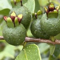 カリン,ナツメ,ブドウ,ゴヨウマツ,グアバの画像