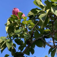 ツゲ,シモクレン(紫木蓮),柘植（つげ）の木,庭木,害虫の画像