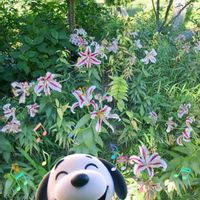オミナエシ,カサブランカ,山百合,ヤマユリ,ヤマユリの画像