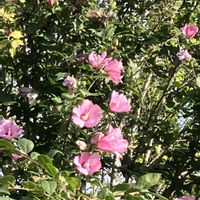 シソ,ゼラニウム,ムクゲ,ヒューケラ,散歩の画像