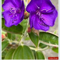ノボタン,咲いた！,鮮やか ,花のある暮らしの画像
