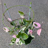 ホヤ・カルノーサ・リップカラー,多肉植物,葉挿し,多肉寄せ植え,実生苗の画像