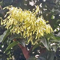 シマトネリコの画像