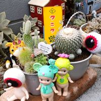 オベサ,コケサンゴ,エピテランサ・かぐや姫,バニー・カクタス,ブースカの画像