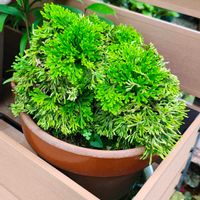 イワヒバ,ガーデニング,ボタニカルライフ,山野草,お庭の植物の画像