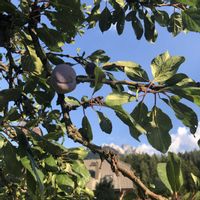 プルーン,リンゴ,山野草,花のある暮らし,花のある生活の画像