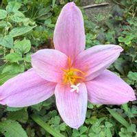 イヌサフラン,ハイビスカス,何ですか,何かな？,ふわふわの綿毛の画像