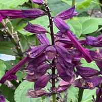 ブルーサルビア,今日も元気で,今日も笑顔で♡,花を通じて愛と平和を,ほら、綺麗な花でしょ！の画像