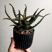 アロエ,アロエ  オクトパス,多肉植物,観葉植物,葉っぱの画像
