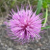 アザミ,グラジオラス,ハナキリン,お花大好き♡,復興祈願の画像
