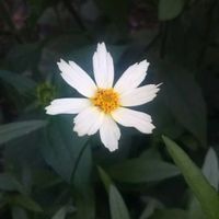 オクラ,コレオプシス スタークラスター,花のある暮らし,地味好き,我が家のベテランの画像