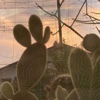 ミルクブッシュ,バニー・カクタスの画像