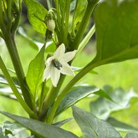 スベリヒユ,トキワハゼ,ヒメマツバボタン,トウガラシの画像