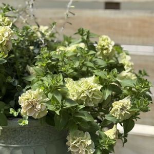 ペチュニア,八重咲き,ナス科,Petunia×hybrida,半耐寒性1年草の画像