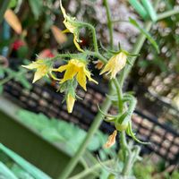 いい香り,いつもありがとう♡,野菜の花,ありがとう,ハーブのある暮らしの画像