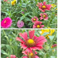 ガイラルディア,ありがとう♡,感謝♡,今日も笑顔で♡,お花に癒されての画像
