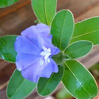 アメリカンブルー,アメリカンブルー,アメリカンブルー,花のある暮らし,我が家のお花の画像