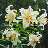 ヤマユリ,ミズヒキ,キンミズヒキ,植物園,山野草の画像