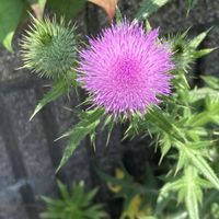 ブッドレア,アメリカオニアザミ,フシグロセンノウ,トモエソウ,しあわせ運べるようにの画像