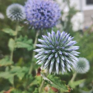 キキョウ,ルリタマアザミ（エキノプス）,ギムノカリキウム属,ダイソー産,植中毒の画像