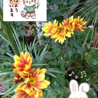 キク,地植え,ビタミンカラー,夏菊,菊の画像