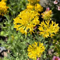 ガイラルディア,ガイラルディア,黄色の花,熱中症にご注意！,今週もよろしくです♡の画像