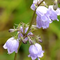ツリガネニンジン,山野草,山歩き,高山植物類,GSのみなさんに感謝♡の画像
