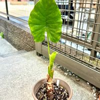 クワズイモ,日光大事‼︎の画像