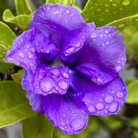 ニオイバンマツリ,ニオイバンマツリ,向日葵,癒される,瑞々しいの画像