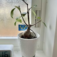 ガジュマル,ガジュマル,観葉植物の画像