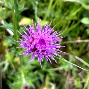 アザミ,ノアザミ,薊（あざみ）,マイガーデン,山野草の画像