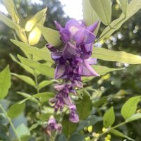 フジ,元気もらえる,お花のある暮らしの画像
