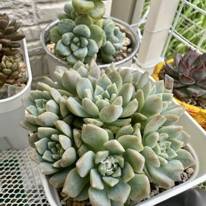 プロリフィカ,多肉植物,多肉棚,多肉植物の夏越し,庭の画像