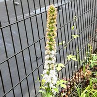 ツメレンゲ,散歩の途中の画像