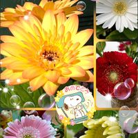 ガーベラ,繋がりに感謝✨,はちみつの日,バラと夢CLUB,㊗️お祝いお花の画像