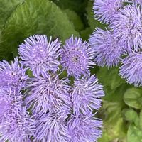 アゲラタム,アザミ,花壇,ガーデニング,山野草の画像