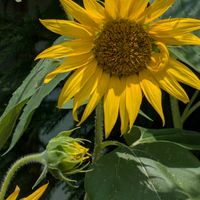 イチゴ,ヒマワリ,ナツメ（棗／なつめ）,この木何の木気になる木,サラセナアの画像