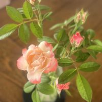 イチゴ,オレガノ,シソ,ブルースター,薔薇 ノスタルジーの画像