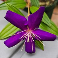 ノボタン コートダジュール,鉢植え,明るい日陰,プランター,ガーデニング初心者の画像