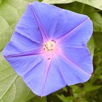 ノアサガオ,青い花,ヒルガオ科,さんぽ,日本原産の画像