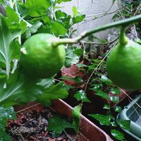 レモン,おうち園芸の画像